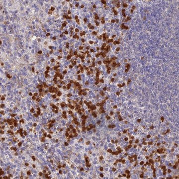 Anti-NCF4 antibody produced in rabbit Prestige Antibodies&#174; Powered by Atlas Antibodies, affinity isolated antibody, buffered aqueous glycerol solution