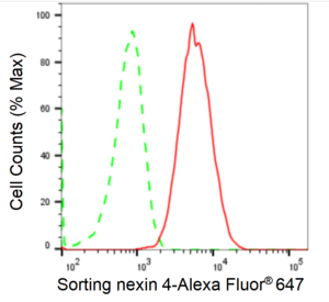 KD-Validated Anti Sorting Nexin 4 Antibody, clone 24GB2335, Rabbit Monoclonal clone 24GB2335, recombinant rabbit monoclonal, expressed in HEK293 cells