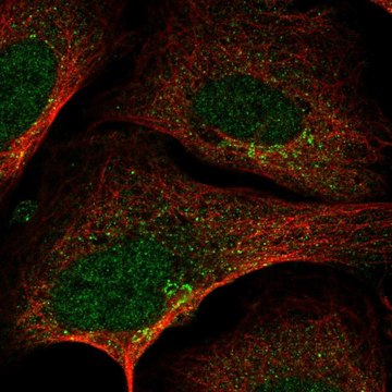 Anti-SLA2 antibody produced in rabbit Prestige Antibodies&#174; Powered by Atlas Antibodies, affinity isolated antibody