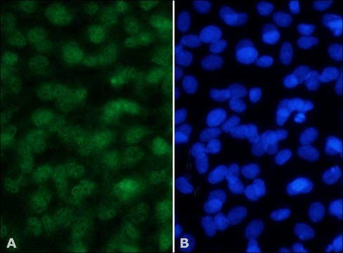 Anti-MSK-1 antibody produced in rabbit IgG fraction of antiserum, buffered aqueous solution