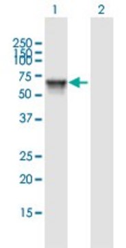 Anti-KIAA1970 antibody produced in mouse purified immunoglobulin, buffered aqueous solution