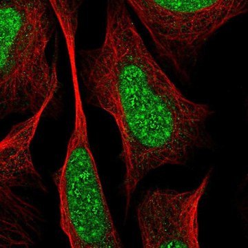 Anti-RREB1 antibody produced in rabbit Prestige Antibodies&#174; Powered by Atlas Antibodies, affinity isolated antibody