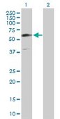 Anti-GIT2 antibody produced in rabbit purified immunoglobulin, buffered aqueous solution