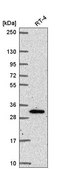 Anti-NRIP3 antibody produced in rabbit Prestige Antibodies® Powered by Atlas Antibodies, affinity isolated antibody