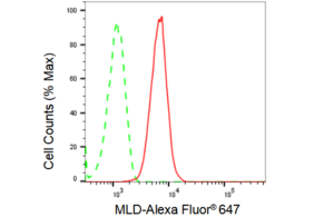 KD-Validated Anti MLD Antibody, clone 23GB1215, Rabbit Monoclonal clone 23GB1215, recombinant rabbit monoclonal, expressed in HEK293 cells
