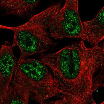 Anti-TMEM101 antibody produced in rabbit Prestige Antibodies&#174; Powered by Atlas Antibodies, affinity isolated antibody