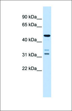 Anti-HTRA4 antibody produced in rabbit affinity isolated antibody