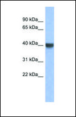 Anti-INSIG1 antibody produced in rabbit affinity isolated antibody