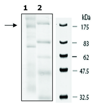 FBXL11 human recombinant, expressed in baculovirus infected Sf9 cells, &#8805;15% (SDS-PAGE)