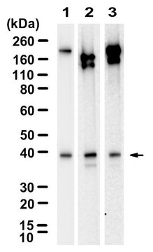 Anti-Connexin-36 Antibody, clone 2D22 ZooMAb&#174; Rabbit Monoclonal recombinant, expressed in HEK 293 cells