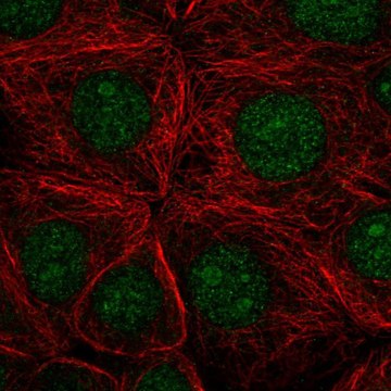 Anti-SF3B3 antibody produced in rabbit Prestige Antibodies&#174; Powered by Atlas Antibodies, affinity isolated antibody