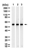 Anti-CYP46A1 Antibody, clone 1C20 ZooMAb® Rabbit Monoclonal recombinant, expressed in HEK 293 cells