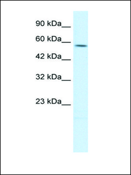 Anti-TPH2 antibody produced in rabbit affinity isolated antibody