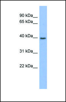 Anti-PANX3 antibody produced in rabbit affinity isolated antibody