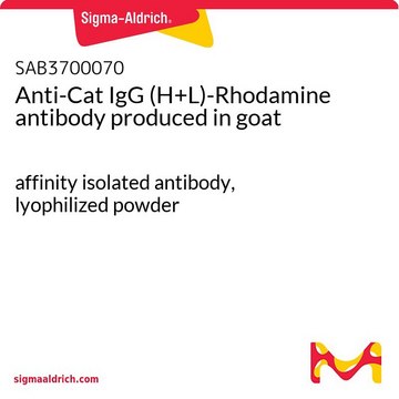 Anti-Cat IgG (H+L)-Rhodamine antibody produced in goat affinity isolated antibody, lyophilized powder