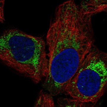 Anti-MRPL14 antibody produced in rabbit Prestige Antibodies&#174; Powered by Atlas Antibodies, affinity isolated antibody