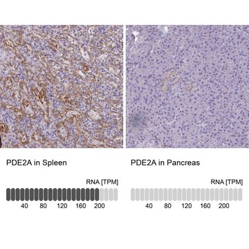 Anti-PDE2A antibody produced in rabbit Prestige Antibodies&#174; Powered by Atlas Antibodies, affinity isolated antibody, buffered aqueous glycerol solution