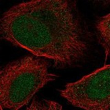 Anti-LYPD1 antibody produced in rabbit Prestige Antibodies&#174; Powered by Atlas Antibodies, affinity isolated antibody, buffered aqueous glycerol solution