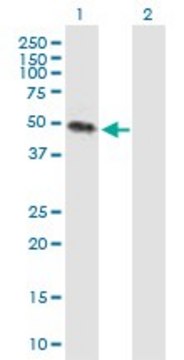 Anti-KREMEN2 antibody produced in mouse purified immunoglobulin, buffered aqueous solution