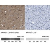 Anti-FAIM2 antibody produced in rabbit Prestige Antibodies® Powered by Atlas Antibodies, affinity isolated antibody, buffered aqueous glycerol solution