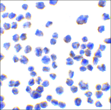 Anti-CTRP7 (ab3) antibody produced in rabbit affinity isolated antibody, buffered aqueous solution