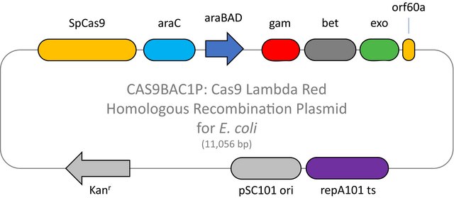 Cas9 Lambda Red Homologous Recombination Plasmid for E. Coli