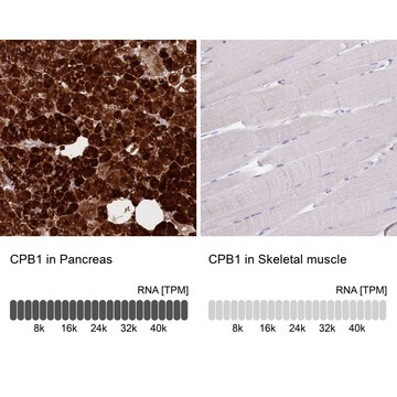 Anti-CPB1 antibody produced in rabbit Prestige Antibodies&#174; Powered by Atlas Antibodies, affinity isolated antibody, buffered aqueous glycerol solution