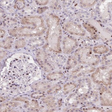 Anti-ERG antibody produced in rabbit Prestige Antibodies&#174; Powered by Atlas Antibodies, affinity isolated antibody, buffered aqueous glycerol solution