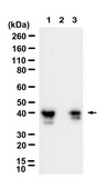 Anti-SBP-tag Antibody, clone 20 ZooMAb® Mouse Monoclonal recombinant, expressed in HEK 293 cells