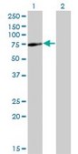 Monoclonal Anti-SPAG8 antibody produced in mouse clone 2F12, purified immunoglobulin, buffered aqueous solution