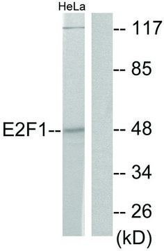 Anti-E2F1 antibody produced in rabbit affinity isolated antibody