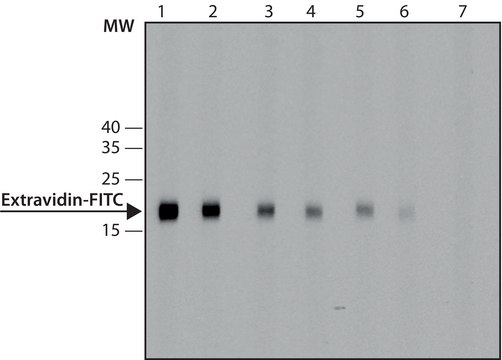 Anti-FITC antibody, Mouse monoclonal clone FL-D6, purified from hybridoma cell culture