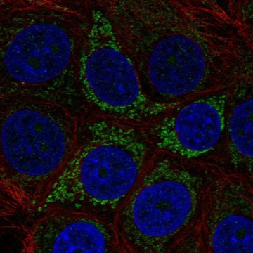 Anti-A4GALT antibody produced in rabbit affinity isolated antibody, buffered aqueous glycerol solution