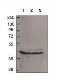 Anti-MTUS1 antibody produced in rabbit IgG fraction of antiserum
