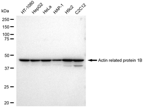 Anti Actin related protein 1B Antibody, clone 23GB3135, Rabbit Monoclonal clone 23GB3135, recombinant rabbit monoclonal, expressed in HEK293 cells