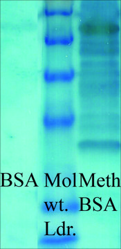 Anti-Methylated Lysine antibody produced in rabbit affinity isolated antibody