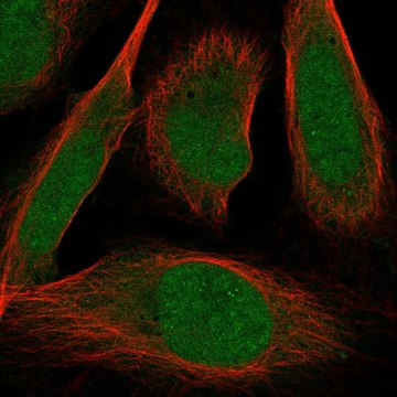 Anti-Zmiz2 Antibody Produced In Rabbit Prestige Antibodies&#174; Powered by Atlas Antibodies, affinity isolated antibody, buffered aqueous glycerol solution