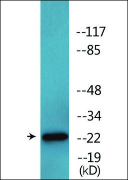 Anti-phospho-Claudin 6 (pTyr219) antibody produced in rabbit affinity isolated antibody