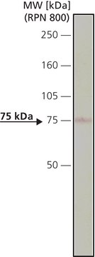 Monoclonal Anti-Bin1 antibody produced in mouse clone 99D, ascites fluid