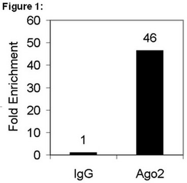 RIPAb+ Ago2 - RIP经验证的抗体和引物组 ascites fluid, from mouse