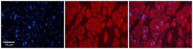 Anti-OTUD7B antibody produced in rabbit affinity isolated antibody