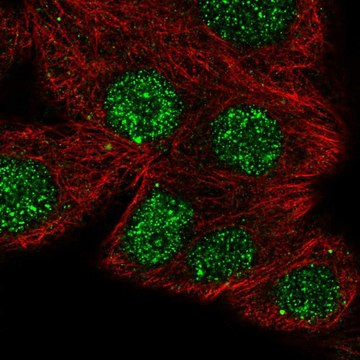 Anti-NFATC1 antibody produced in rabbit Prestige Antibodies&#174; Powered by Atlas Antibodies, affinity isolated antibody