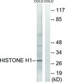 Anti-Histone H1 antibody produced in rabbit affinity isolated antibody