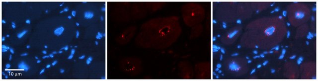 Anti-DPF3 (ab2) antibody produced in rabbit affinity isolated antibody