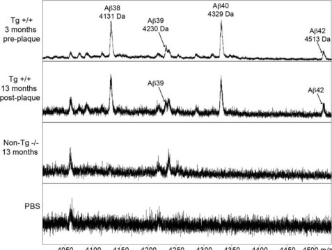 Anti-Amyloid &#946; Antibody, clone W0-2 clone WO2, from mouse