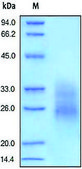 Fas/CD95 human recombinant, expressed in HEK 293 cells, ≥92% (SDS-PAGE)