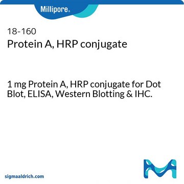 蛋白A，HRP结合物 1 mg Protein A, HRP conjugate for Dot Blot, ELISA, Western Blotting &amp; IHC.