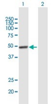 Anti-VSX2 antibody produced in mouse purified immunoglobulin, buffered aqueous solution