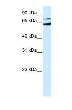 Anti-FZD8 antibody produced in rabbit affinity isolated antibody