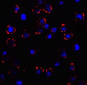 Anti-CX3CR1 antibody produced in rabbit affinity isolated antibody